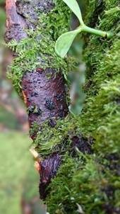 Büscheligen Tannenbecher, Foto 3