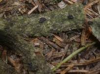 Büscheligen Tannenbecher, Foto 7