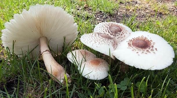 Büscheliger Egerlingsschirmling, Foto 2
