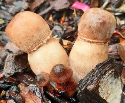 Büscheliger Egerlingsschirmling, Foto 4