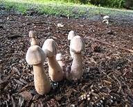 Büscheliger Egerlingsschirmling, Foto 6