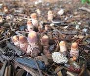 Büscheliger Egerlingsschirmling, Foto 7