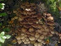 Büscheliger Faserling, Foto 17