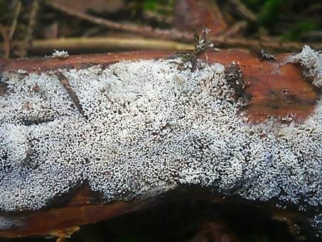 Büscheliges Hängeröhrchen, Foto 2