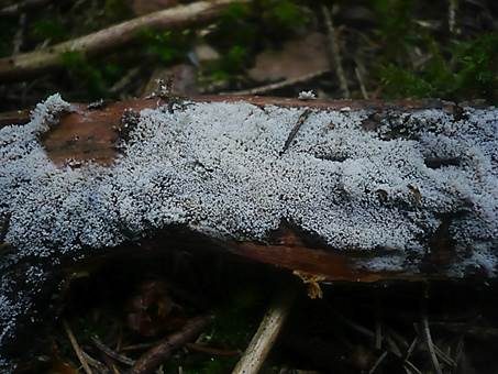 Büscheliges Hängeröhrchen, Foto 3
