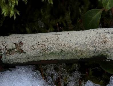 Cremeweiße Stachelhaut, Foto 5