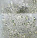 Cremeweiße Stachelhaut, Foto 7