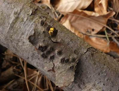 Cytospora-Krebs, Foto 2
