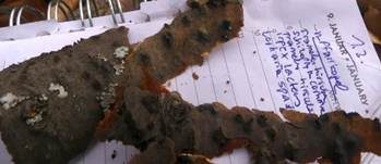Cytospora-Krebs, Foto 8