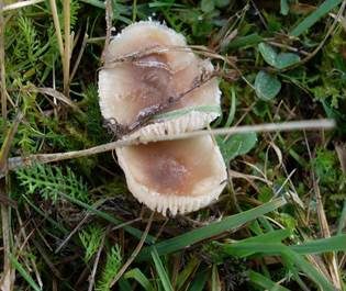 Dattelbrauner Ellerling, Foto 4