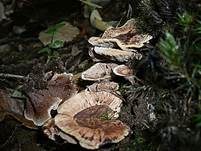 Derber Korkstacheling, Foto 7