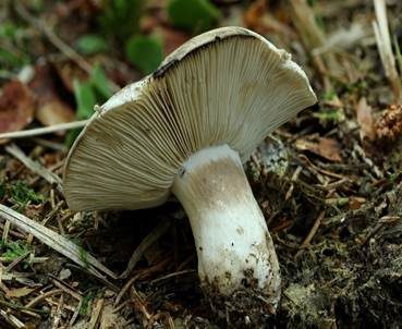 Dichtblättriger Schwärztäubling, Foto 3