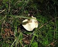 Dichtblättriger Schwärztäubling, Foto 16