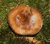Dichtblättriger Schwärztäubling, Foto 11