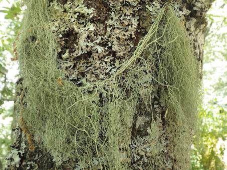 Dickästige Strauchflechte, Foto 3