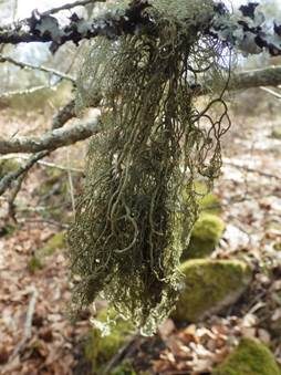 Dickästige Strauchflechte, Foto 4