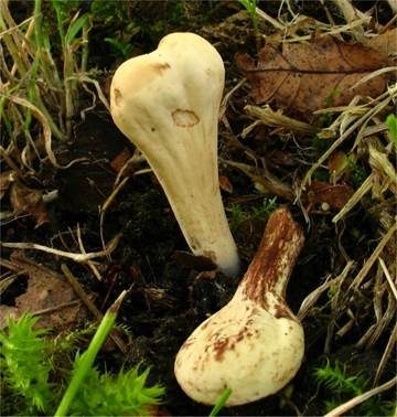 Dickbäuchige Riesenkeule, Foto 2