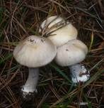 Dickblättriger Schleimkopf, Foto 8