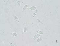 Dickblättriger Zwergschwindling, Foto 12