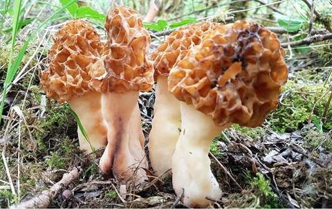Dickfüßige Morchel, Foto 3