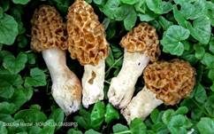 Dickfüßige Morchel, Foto 5