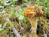 Dickfüßige Morchel, Foto 9