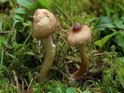 Dickfüßiger Risspilz, Foto 4