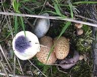 Dickschaliger Kartoffelbovist, Foto 14