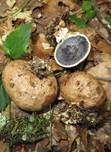 Dickschaliger Kartoffelbovist, Foto 19