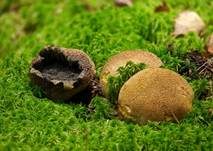 Dickschaliger Kartoffelbovist, Foto 22