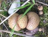 Dickschaliger Kartoffelbovist, Foto 29