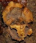 Dickschaliger Kartoffelbovist, Foto 30