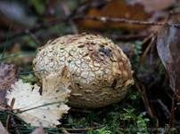 Dickschaliger Kartoffelbovist, Foto 33
