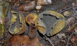 Dickschaliger Kartoffelbovist, Foto 36