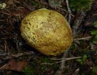 Dickschaliger Kartoffelbovist, Foto 38