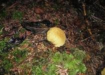 Dickschaliger Kartoffelbovist, Foto 39