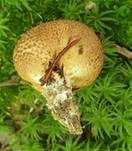 Dickschaliger Kartoffelbovist, Foto 44