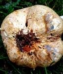 Dickschaliger Kartoffelbovist, Foto 49