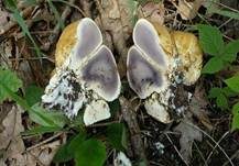 Dickschaliger Kartoffelbovist, Foto 7