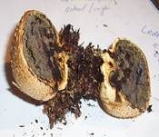 Dickschaliger Kartoffelbovist, Foto 8
