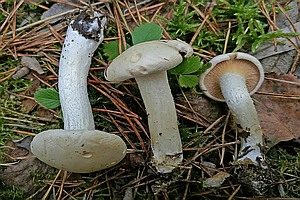 Dickschleimiger Birkenschneckling, Foto 1