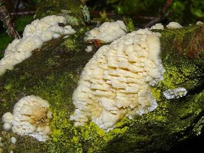 Dickstacheliger Zähnchenrindenpilz, Foto 2