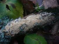 Dickstacheliger Zähnchenrindenpilz, Foto 13