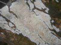 Dickstacheliger Zähnchenrindenpilz, Foto 15