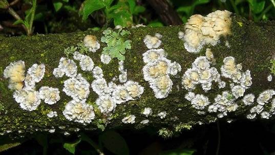 Dickstacheliger Zähnchenrindenpilz, Foto 4