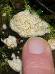 Dickstacheliger Zähnchenrindenpilz, Foto 7