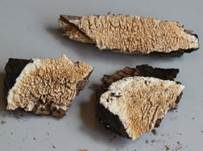 Dickstacheliger Zähnchenrindenpilz, Foto 10