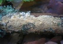 Dickstacheliger Zähnchenrindenpilz, Foto 11