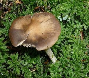 Dickstieliges Graublatt, Foto 4