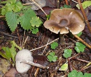 Dickstieliges Graublatt, Foto 5